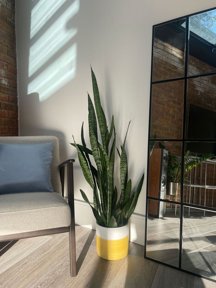 Snake plant styling detail in a two-tone ceramic pot beside a boucle armchair